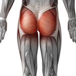 دستگاه تقویت عضلات ران